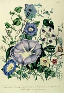 Bindweed plate 26 from The Ladies Flower Garden by Jane Loudon