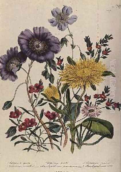 Calandrinia plate 18 from The Ladies Flower Garden - view 1