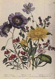 Calandrinia plate 18 from The Ladies Flower Garden by Jane Loudon