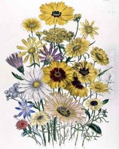 Daisies plate 31 from The Ladies Flower Garden by Jane Loudon