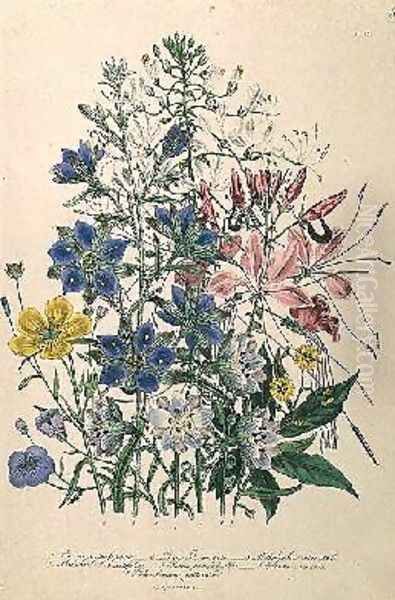 Cornflower plate 15 from The Ladies Flower Garden - view 1
