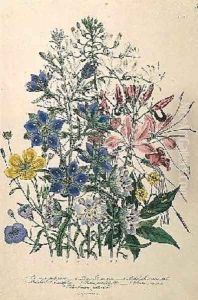 Cornflower plate 15 from The Ladies Flower Garden by Jane Loudon