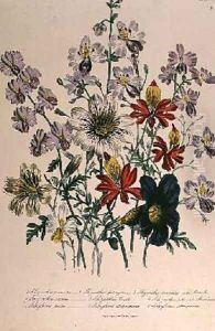 Cranes Bill plate 42 from The Ladies Flower Garden by Jane Loudon