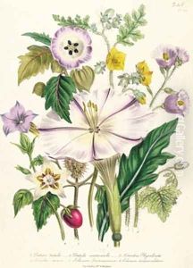 Devils Trumpet plate 46 from The Ladies Flower Garden by Jane Loudon