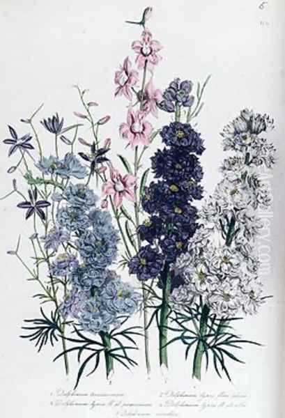 Delphiniums plate 3 from The Ladies Flower Garden - view 1