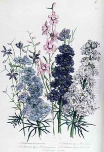 Delphiniums plate 3 from The Ladies Flower Garden by Jane Loudon
