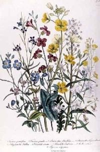 Forget-me-nots and Buttercups plate 13 from The Ladies Flower Garden by Jane Loudon