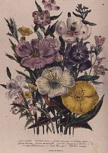 Godetia and Anothera plate 8 from The Ladies Flower Garden - view 1