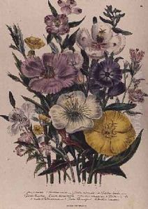 Godetia and Anothera plate 8 from The Ladies Flower Garden by Jane Loudon