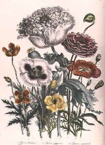 Poppies plate 4 from The Ladies Flower Garden by Jane Loudon