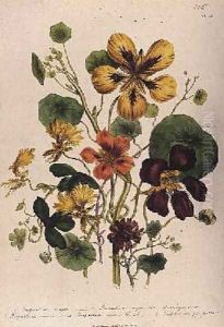 Nasturtium plate 21 from The Ladies Flower Garden