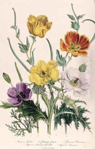 Poppies and Anemones plate 5 from The Ladies Flower Garden by Jane Loudon