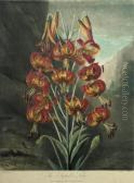 The Superb Lily - view 1