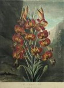 The Superb Lily by Richard Earlom