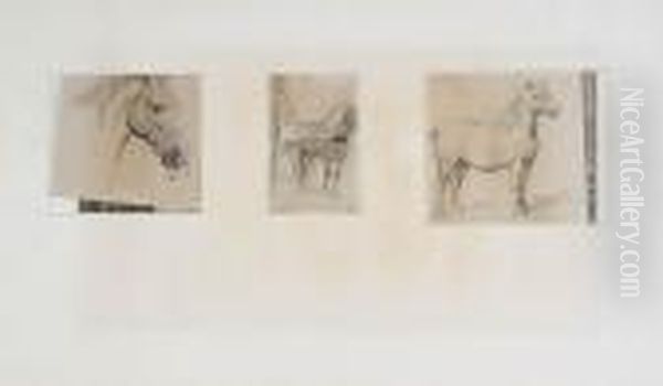 Studies With Horses - view 1