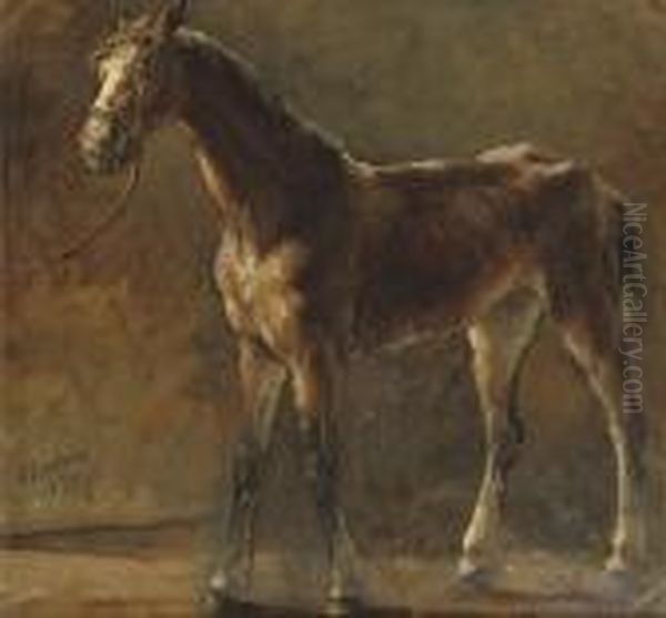 A Brown Foal - view 1