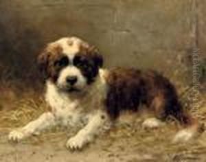 A St. Bernard Pup