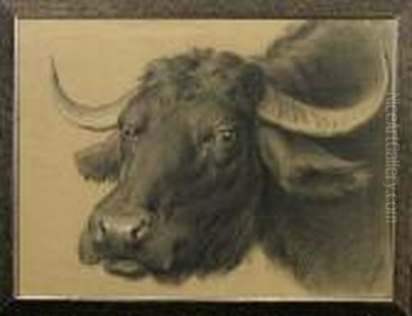 Portrait Eines Buffels - view 1
