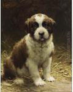 A Saint-bernard Puppy A Saint-bernard Puppy