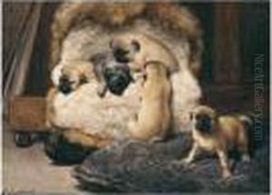 Nest Met Jonge Mastiffs (a Nest Of Puppy Pugs)