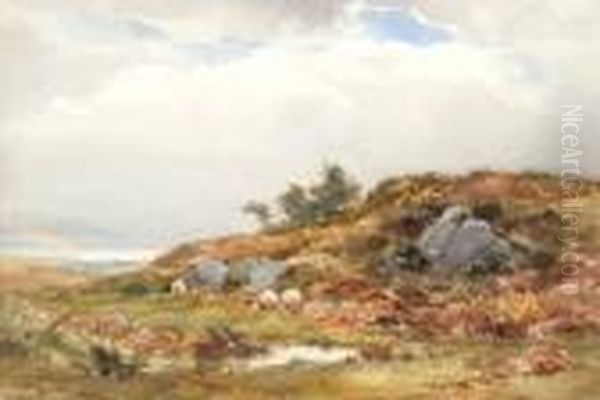 Sheep Grazing On The Moor - view 1