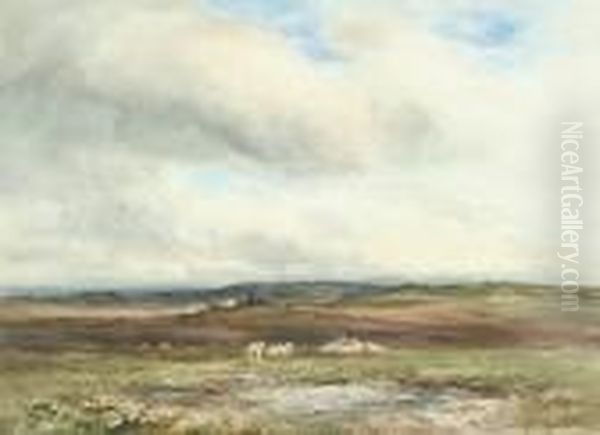 Extensive Countryside Landscape With Sheep Grazing - view 1