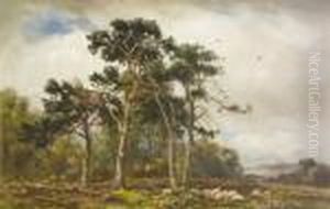 Sheep Resting Under Trees Sheep Resting Under Trees