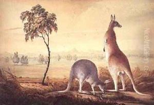 Two kangaroos in a landscape Two kangaroos in a landscape