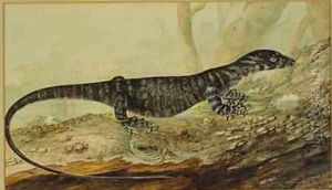 The variegated lizard of New South Wales 1807 The variegated lizard of New South Wales 1807
