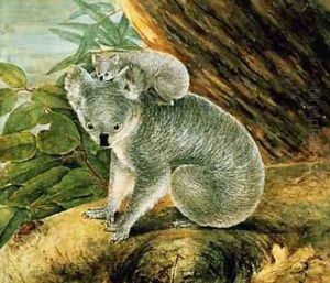 Koala and Young Koala and Young