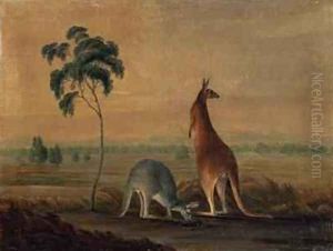Kangaroos in a landscape Kangaroos in a landscape