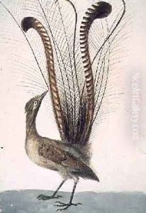 Lyrebird of Australia Lyrebird of Australia