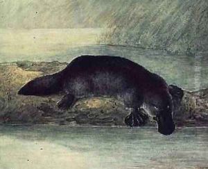 Duck-billed platypus ornithorynchus paradoxus Duck-billed platypus ornithorynchus paradoxus