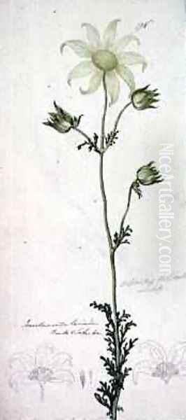 Flannel flower actinotus helianthe labill 1803-08 - view 1