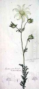 Flannel flower actinotus helianthe labill 1803-08