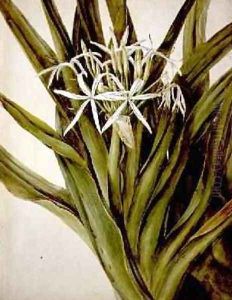 The Murray Lily cirinum pedunculatum by John William Lewin