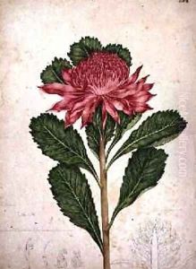 Waratah telopea speciosissima 1803-08 by John William Lewin