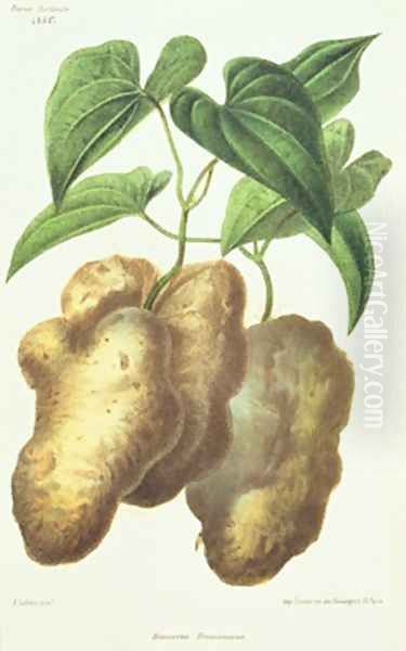 Dioscorea decaisneana Yam - view 1
