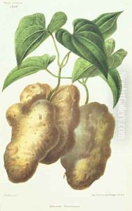 Dioscorea decaisneana Yam by Lefebvre or Lefevre, Adolphe