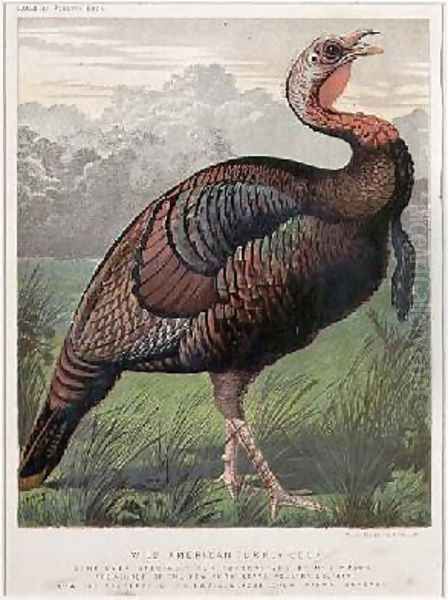 The Wild American Turkey Cock - view 1