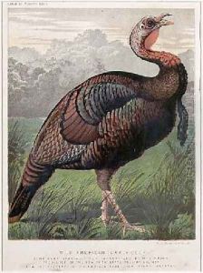The Wild American Turkey Cock by Ludlow