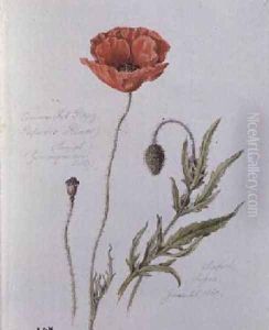 Common Red Poppy