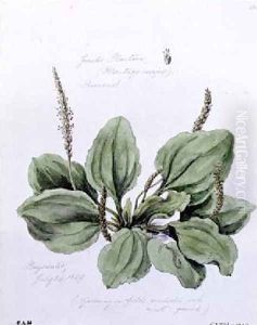 Greater Plantain by William James Linton