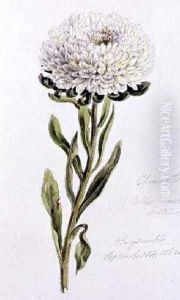 China Aster by William James Linton