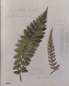Common Prickly Shield fern by William James Linton