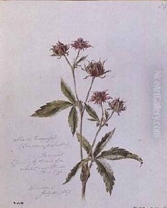 Marsh Cinquefoil by William James Linton