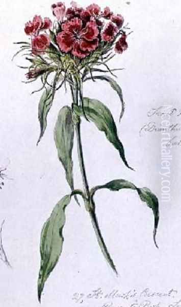 Sweet William - view 1