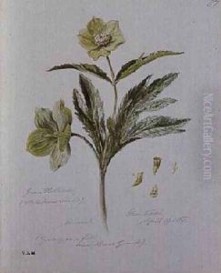 Green Hellebore by William James Linton