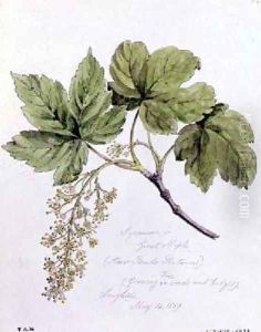 Sycamore or Great Maple 2 by William James Linton