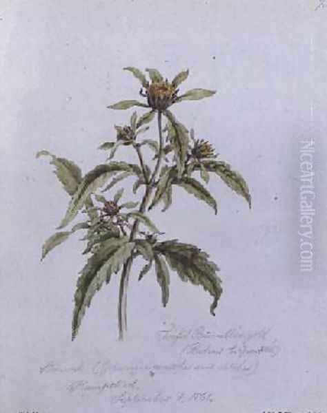Trifid Burr-Marigold - view 1